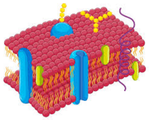 Membrane Structure and Function